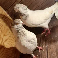 کبوتر جنگنده . رنگی.شمرونی ساعتی   زیر قیمت|پرنده|بومهن, |دیوار