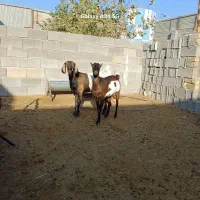 بز بندری|حیوانات مزرعه|جهرم, |دیوار