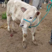 فروش ۱۴ راس سیمینتال درجه یک