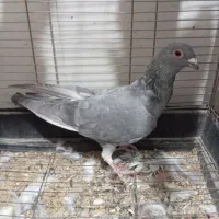 کفتر پرشی|پرنده|سبزوار, قلعهنو دهزار|دیوار