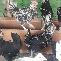 تخم مرغ بومی گلین