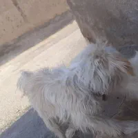 واگذاری سگ نژاد تریر