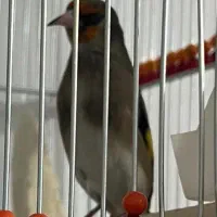 گمشده سهره قناری