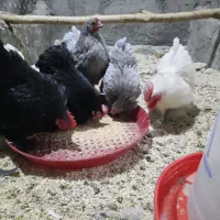 تخم نطفه دار.جوجه.نیمچه.مرغ و خروس آمروک.ویاندت|حیوانات مزرعه|قزوین, |دیوار