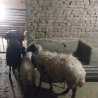 ۲ راس میش و بره جوان شی شک