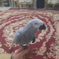 کاسکو دم قرمز نر اماده جفت گیری|پرنده|تبریز, |دیوار