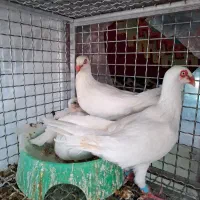 کبوتر دنش|پرنده|شیراز, ابیوردی|دیوار