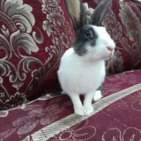 خرگوش نر