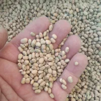 لوبیا چشم بلبلی لوبیا ریز پلویی