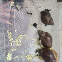 حلزون آچاتینا طبی مولد
