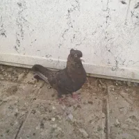کبوتر ماده تافته ای|پرنده|شیراز, تل حسین‌آباد|دیوار