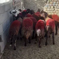 شیشک بره ماده افشار سرخ داشتی