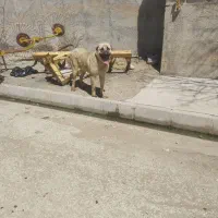 سگ پژدر 13ماهگی فروشی