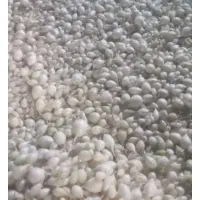 بذر پیاز مینروا