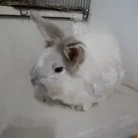 یک عدد خرگوش نر