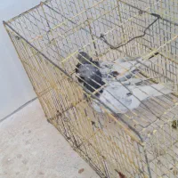 جفت کله سبز|پرنده|شیراز, دودمان|دیوار