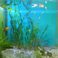 ماهی و گیاه آکواریوم