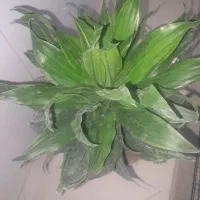 گل آپارتمانی  دیفن و سانسورها و خرفه و و|گل و گیاه طبیعی|تهران, کرمان|دیوار