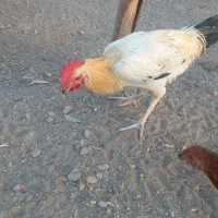 فروش خروس.و جوجه خروس محلی|حیوانات مزرعه|کهنوج, |دیوار