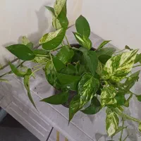 فروش انواع گل و گیاه آپارتمانی|گل و گیاه طبیعی|خاش, |دیوار