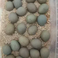 تخم بلدرچین مینیاتوری وجوجه بلدرچین مینیاتوری