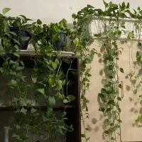 منشی و ویزیتور خانم