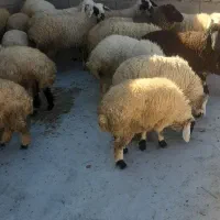 میش‌داشتی‌ابستن‌وبره نر‌روهم