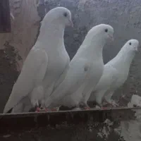 کفتر پرشی شمرونی|پرنده|تهران, آسمان|دیوار