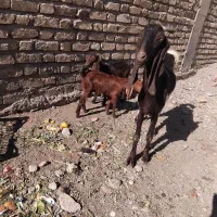 گیسه کاموری و بز پاکستانی دوقلو زا