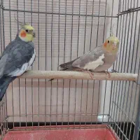 یک جفت عروس هلندی  ویک گرینویچ ماده|پرنده|رباط‌کریم, رباط‌کریم|دیوار