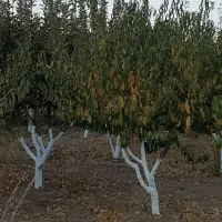 رنگ محافظ تنه درخت / سرمازدگی ، رطوبت و قارچ|خدمات باغبانی و درختکاری|لاهیجان, شیخ زاهد|دیوار