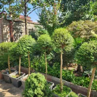 فروش مورت. پالم واشنگتن. یاس