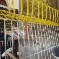 عروس هلندی سخنگو|پرنده|اسلام‌شهر, شهرک سعیدیه|دیوار