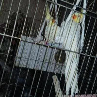 عروس هلندی|پرنده|شیروان (خراسان), |دیوار