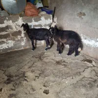 میش افشار وبره افشار