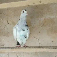 کفتر|پرنده|نهاوند, |دیوار