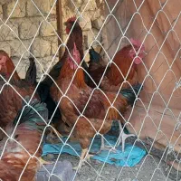 خروس درشت|پرنده|شیروان (خراسان), |دیوار