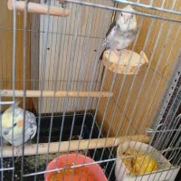 جفت عروس هلندی دستی|پرنده|کرج, منطقه ویژه اقتصادی پیام|دیوار