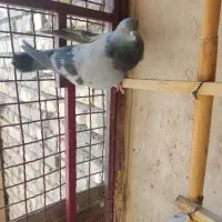 کبوتر شاهین شهر|پرنده|شاهینشهر, حاجی آباد|دیوار