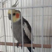 عروس هلندی خوش اواز