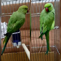 یک جفت طوطی ملنگو نر و ماده