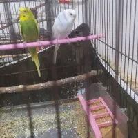 مرغ عشق|پرنده|محمدیه-قزوین, |دیوار