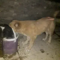 واگذاری جفت شاه توله خراسانی