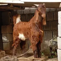 کهره نر|حیوانات مزرعه|وحدتیه, |دیوار