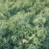 سبزی خورشتی و شفید