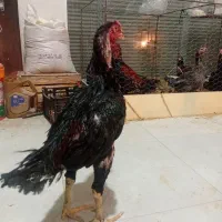 خروس لاری پر مرغی مشکی..در رباط کریم|حیوانات مزرعه|رباطکریم, شترخوار|دیوار