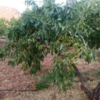 طرح-طوبی-1-دانگ-3