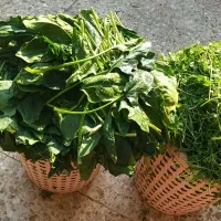 سبزی خورشتی|خدمات پذیرایی، مراسم|دزفول, |دیوار