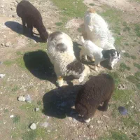 سه عدد بره نر با بز وگیسک