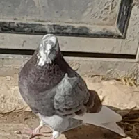 چند عدد کبوتر سالم و سرحال|پرنده|هیر, |دیوار